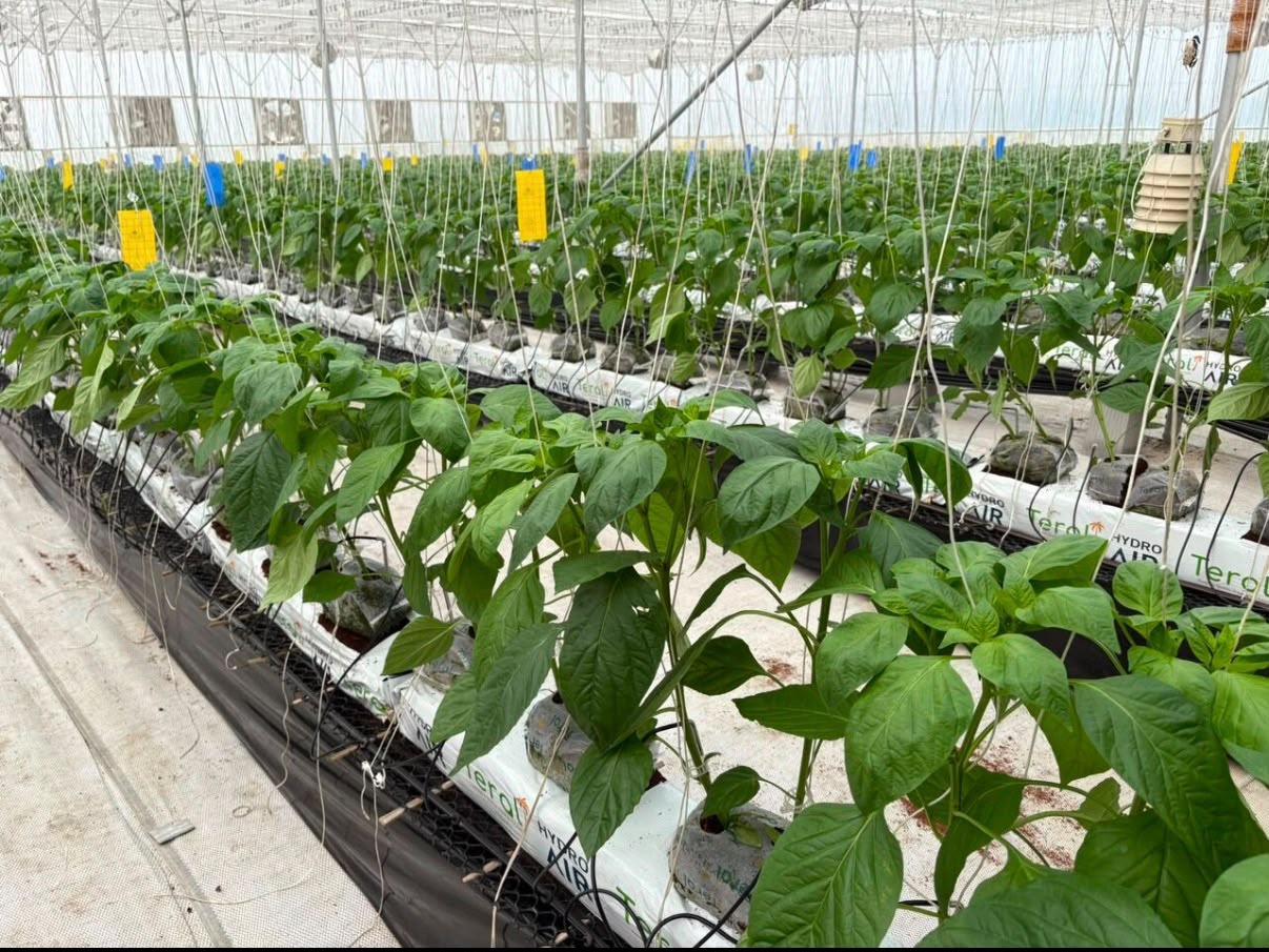 Greenhouse crops growing in coco substrate