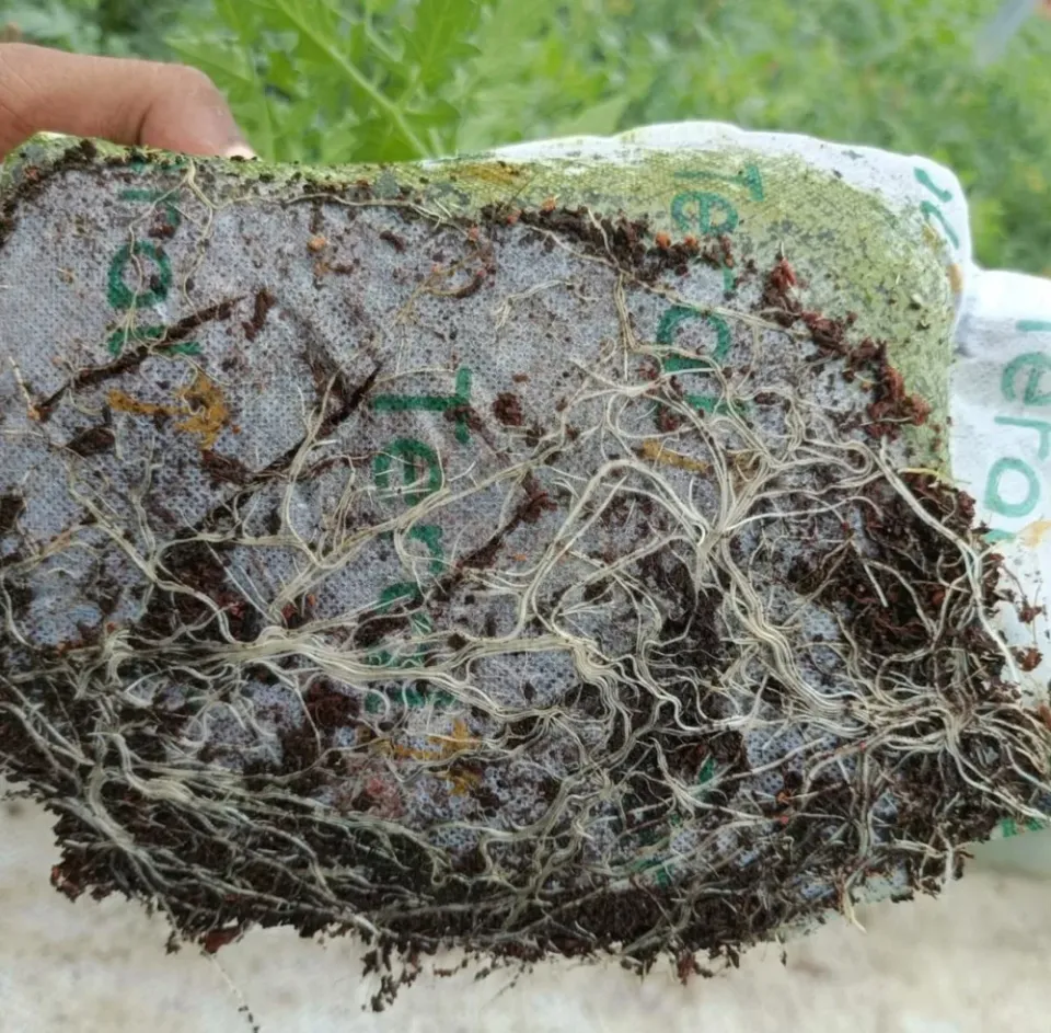 Root inspection is one part of investigating crop symptoms; this photo is an illustrative root-zone example.
